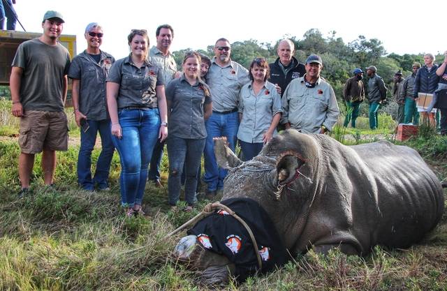 Dehorning-project-one-land-love-it-olli-team-with-w-fowlds-candice-momberg-image