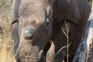 oneland-save-rhino-tyson oneland-save-rhino-tyson