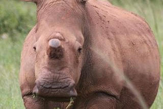 oneland-save-rhino-tank oneland-save-rhino-tank