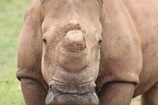oneland-save-rhino-lunar oneland-save-rhino-lunar
