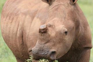 oneland-save-rhino-olive oneland-save-rhino-olive