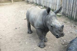 oneland-save-rhino-leo